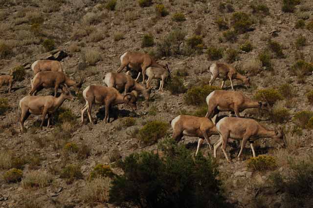 Big horn sheep